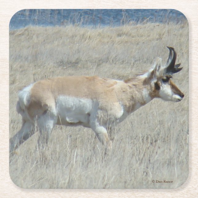 A23 Young Pronghorn Antelope Underlägg Papper Kvadrat (Framsidan)