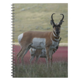 A24 Pronghorn Antelope Anteckningsbok