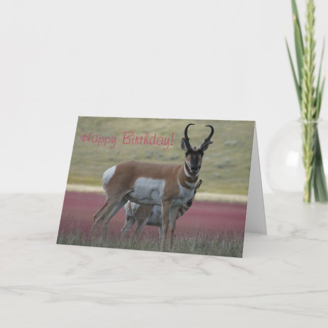 A24 Pronghorn Antelope Buck Kort (Framsida)