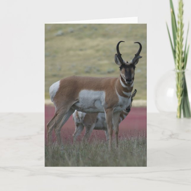A24 Pronghorn Antelope Buck Kort (Framsida)