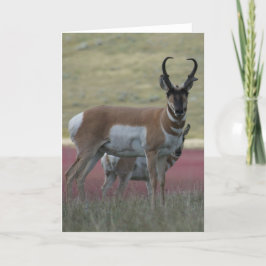 A24 Pronghorn Antelope Buck Kort