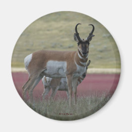 A24 Pronghorn Antelope Magnet