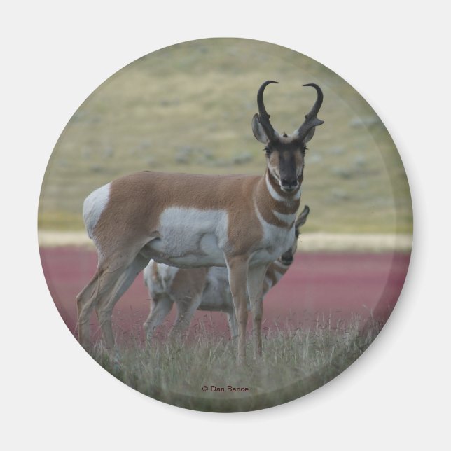 A24 Pronghorn Antelope Magnet (Framsidan)