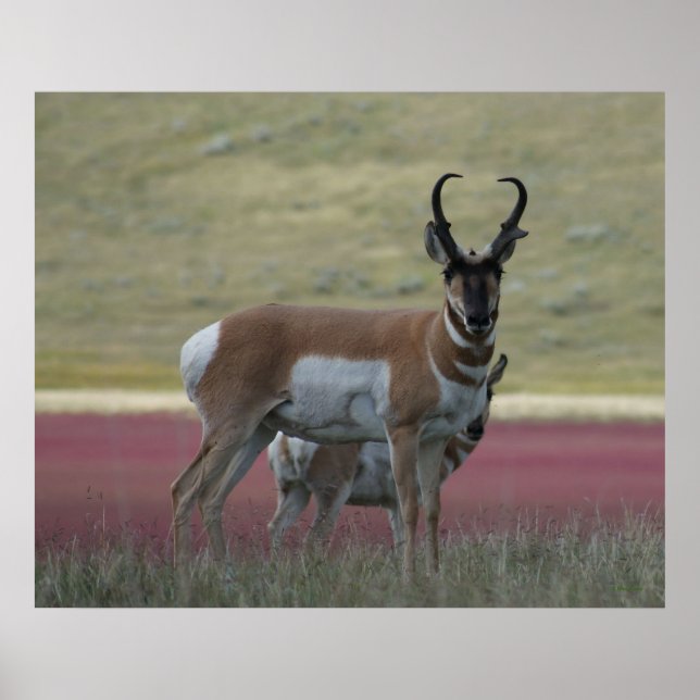 A24 Pronghorn Antelope Poster (Framsidan)