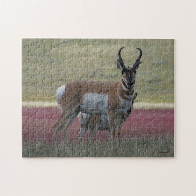 A24 Pronghorn Antelope Pussel (Horisontell)
