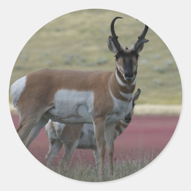 A24 Pronghorn Antelope Runt Klistermärke (Framsida)