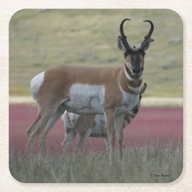 A24 Pronghorn Antelope Underlägg Papper Kvadrat (Framsidan)