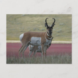 A24 Pronghorn Antelope Vykort