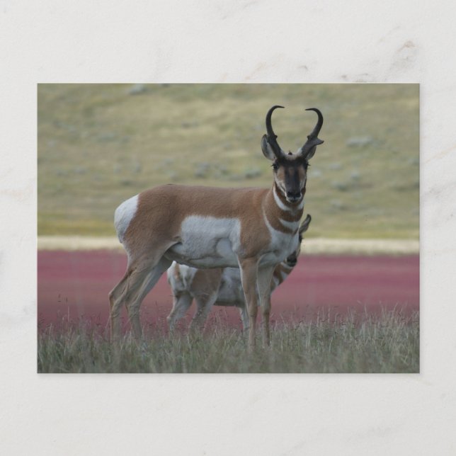 A24 Pronghorn Antelope Vykort (Framsida)