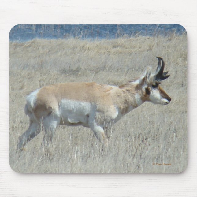 A25 Antelope Buck Musmatta (Framsidan)