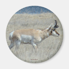 A25 Gaffelantilop Ung Bock Magnet