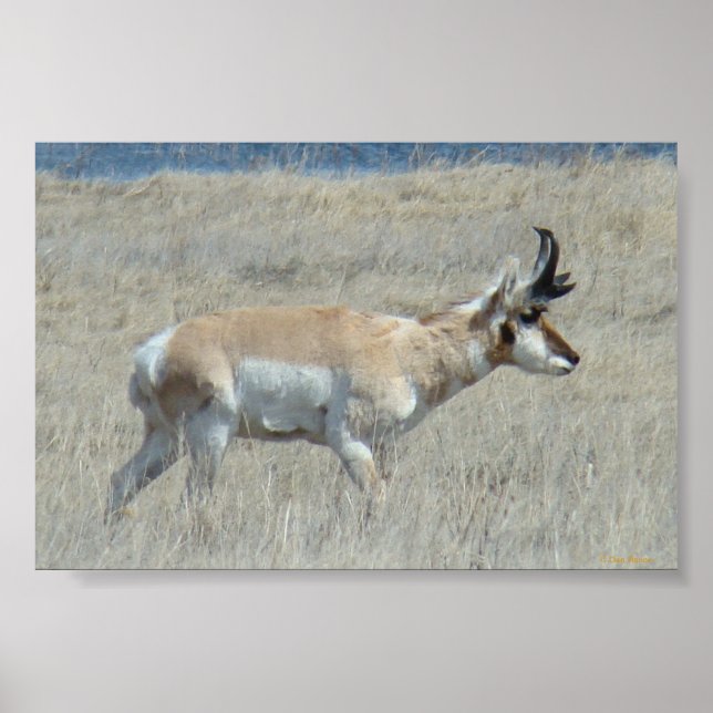 A25 Pronghorn Antelope Buck Poster (Framsidan)