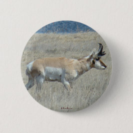 A25 Pronghorn Antelope Knapp