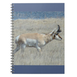 A25 Pronghorn Antelope Young Buck Anteckningsbok