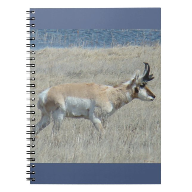 A25 Pronghorn Antelope Young Buck Anteckningsbok (Framsidan)