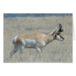 A25 Pronghorn Antelope Young Buck Hälsningskort