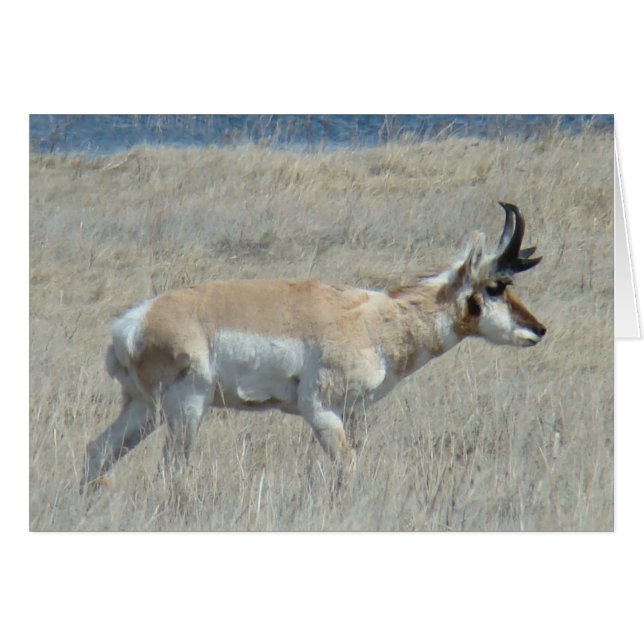 A25 Pronghorn Antelope Young Buck Hälsningskort (Framsidan Horizontal)