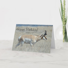 A25 Pronghorn Antelope Young Buck Kort