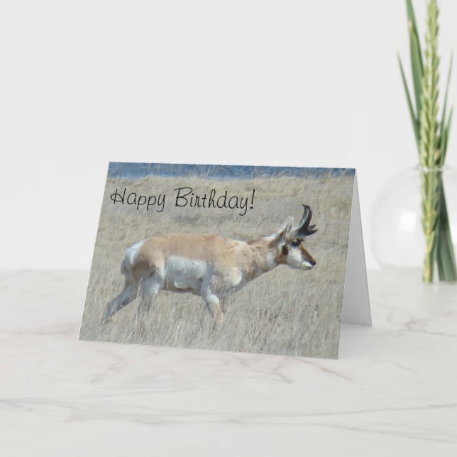 A25 Pronghorn Antelope Young Buck Kort (Framsida)