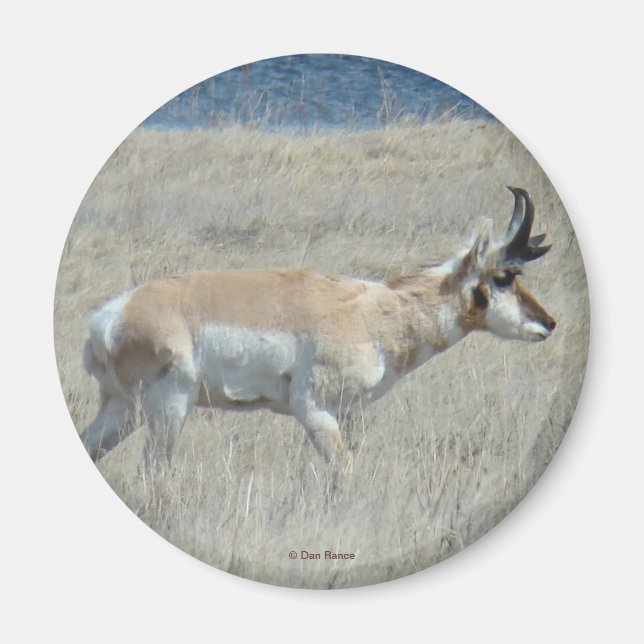 A25 Pronghorn Antelope Young Buck Magnet (Framsidan)