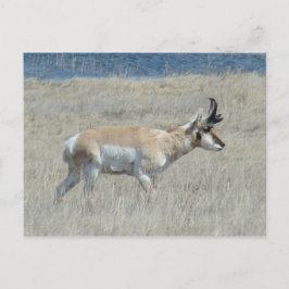 A25 Pronghorn Antelope Young Buck Vykort
