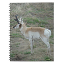 A26 Pronghorn Antelope Buck Anteckningsbok
