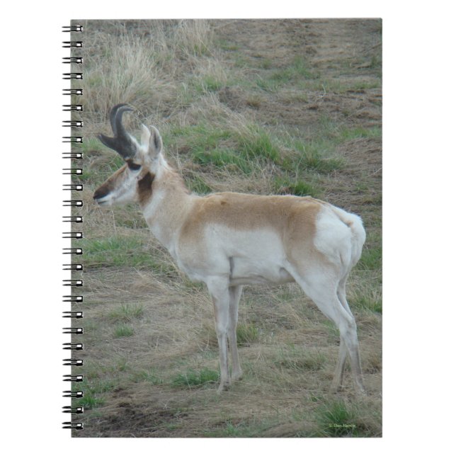 A26 Pronghorn Antelope Buck Anteckningsbok (Framsidan)