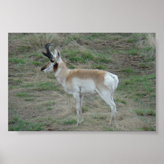 A26 Pronghorn Antelope Buck Poster (Framsidan)