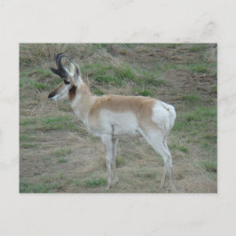A26 Pronghorn Antelope Buck Vykort
