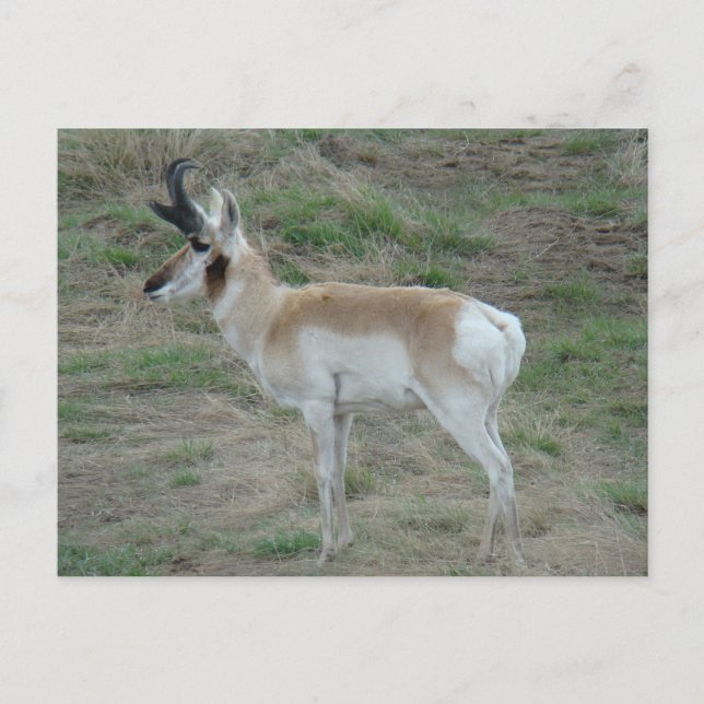 A26 Pronghorn Antelope Buck Vykort (Framsida)