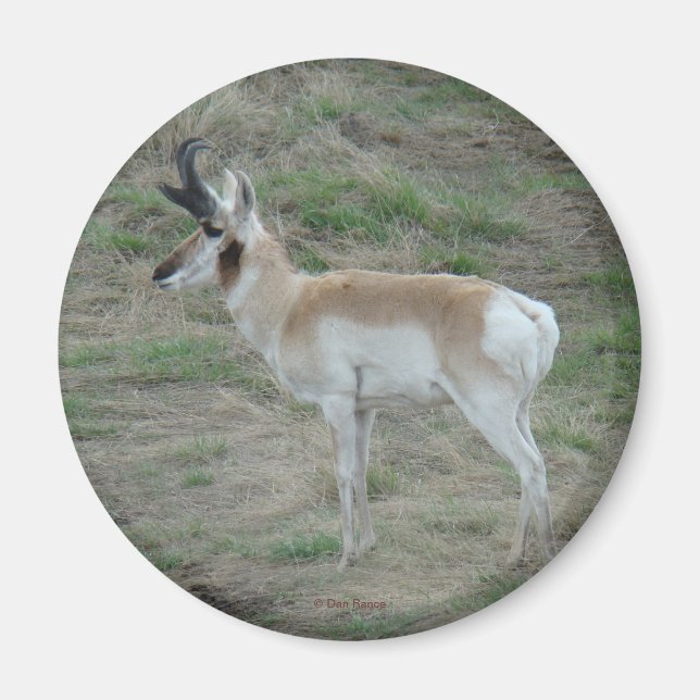 A26 Pronghorn Antelope Magnet (Framsidan)