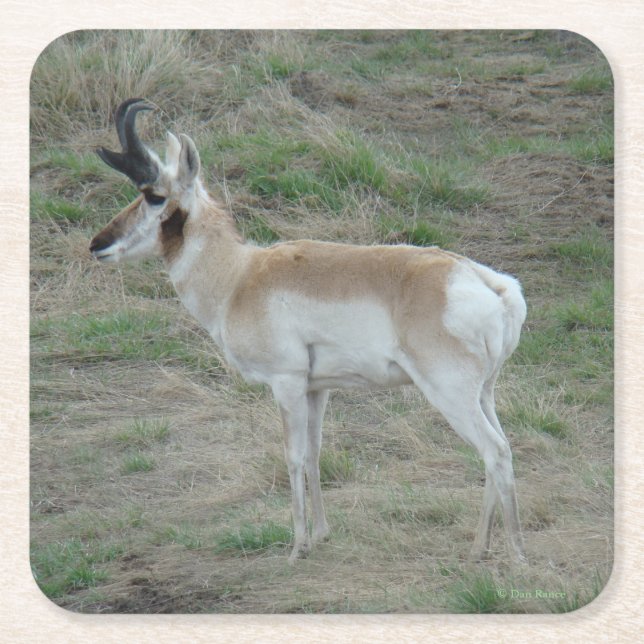 A26 Pronghorn Antelope Young Buck Underlägg Papper Kvadrat (Framsidan)