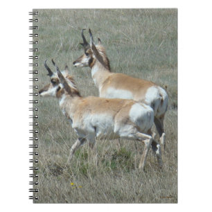 A27 GaffelAntilop Unga Hanar Anteckningsbok