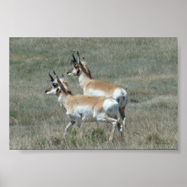 A27 Gaffelantilop Unga tjurar Poster