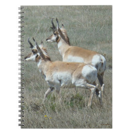A27 Pronghorn Antelope Youhg Bucks Anteckningsbok