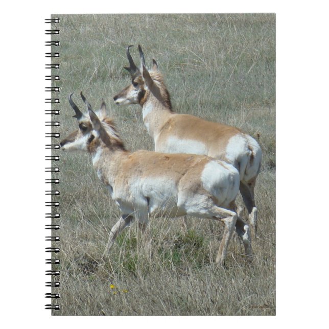 A27 Pronghorn Antelope Youhg Bucks Anteckningsbok (Framsidan)