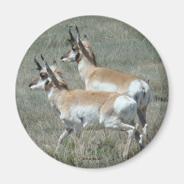 A27 Pronghorn Antelope Young Bucks Magnet