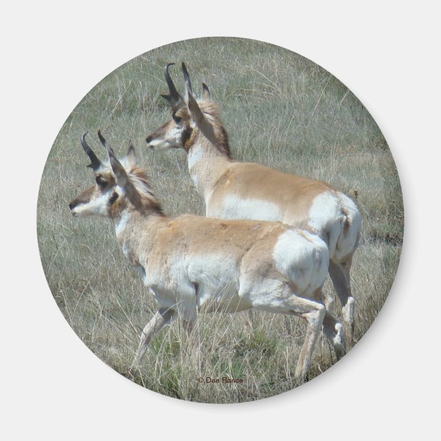 A27 Pronghorn Antelope Young Bucks Magnet (Framsidan)
