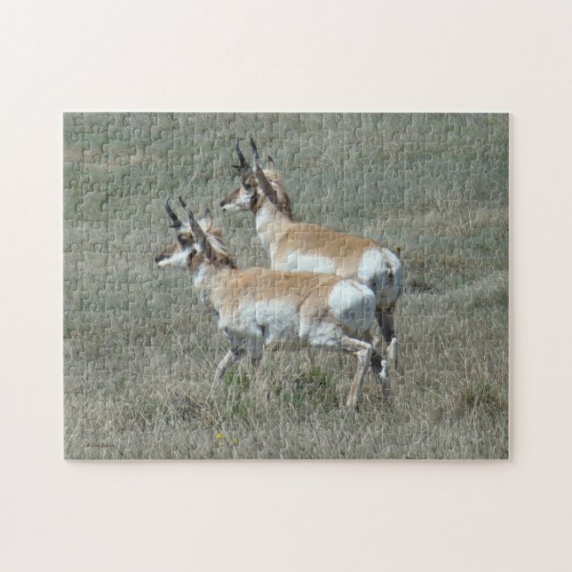 A27 Pronghorn Antelope Young Bucks Pussel (Horisontell)