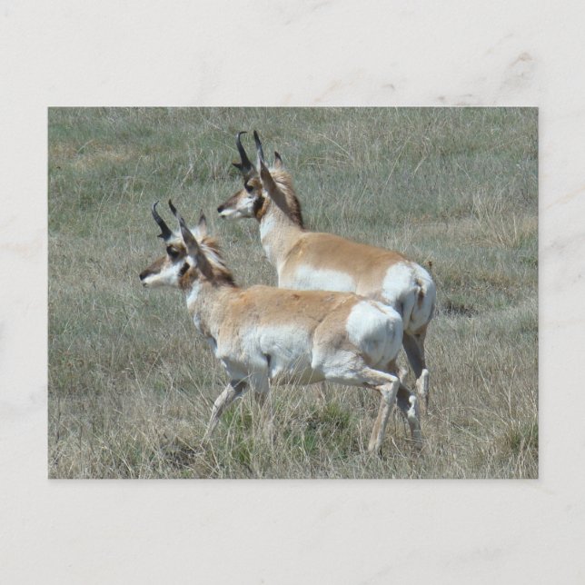 A27 Pronghorn Antelope Young Bucks Vykort (Framsida)