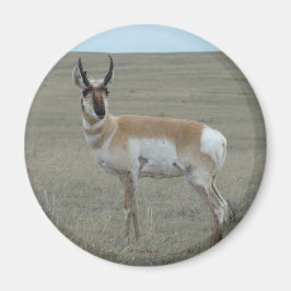 A28 Gaffelantilop Ung Bock Magnet