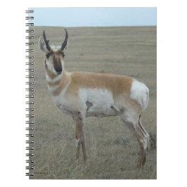 A28 Pronghorn Antelope Young Buck Anteckningsbok