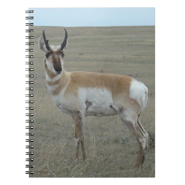 A28 Pronghorn Antelope Young Buck Anteckningsbok (Framsidan)