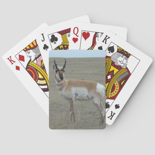 A28 Pronghorn Antelope Young Buck Casinokort (Baksidan)