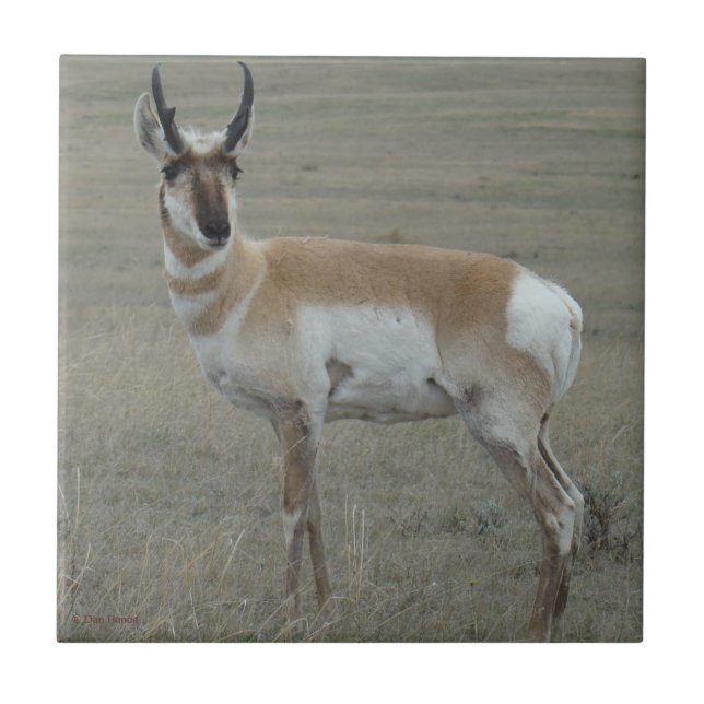 A28 Pronghorn Antelope Young Buck Kakelplatta (Framsidan)