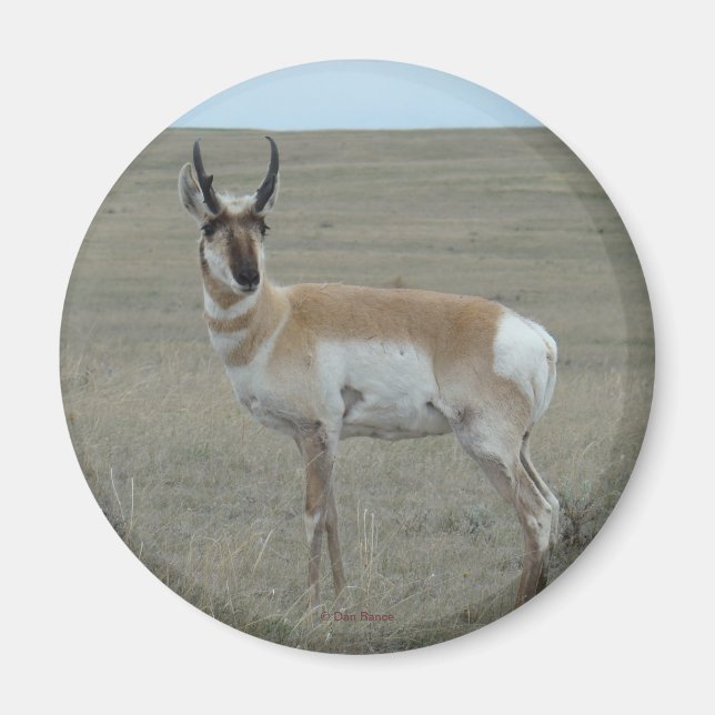 A28 Pronghorn Antelope Young Buck Magnet (Framsidan)