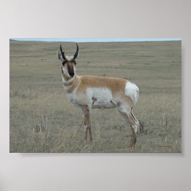 A28 Pronghorn Antelope Young Buck Poster (Framsidan)