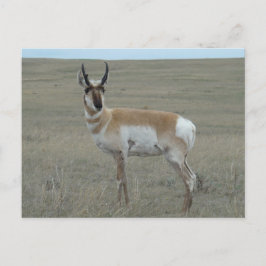 A28 Pronghorn Antelope Young Buck Vykort