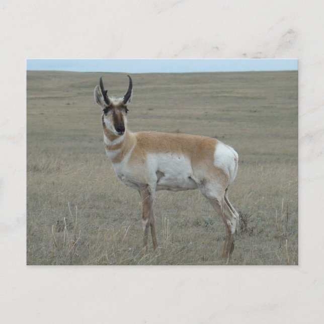 A28 Pronghorn Antelope Young Buck Vykort (Framsida)