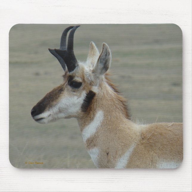 A29 Gaffelantilop Ung Buck Huvudprofil Musmatta (Framsidan)